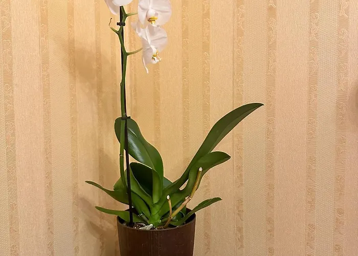 Cozy Stefan Cel Mare * Бухарест