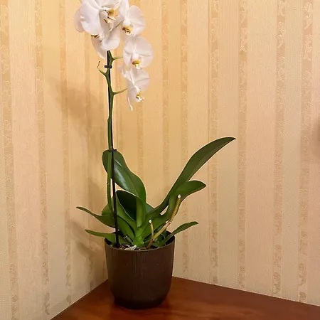 Cozy Stefan Cel Mare * Бухарест